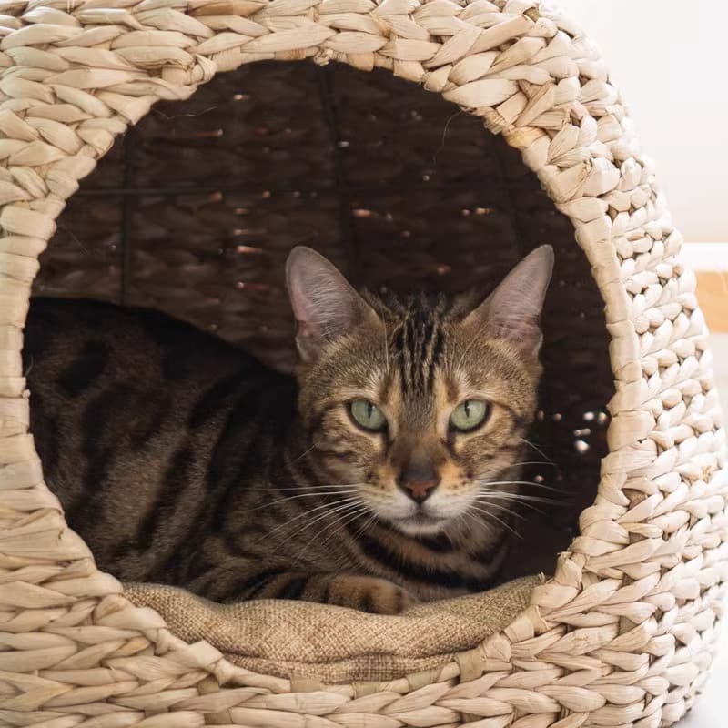Aesthetic cat tree and scratcher - Image 5