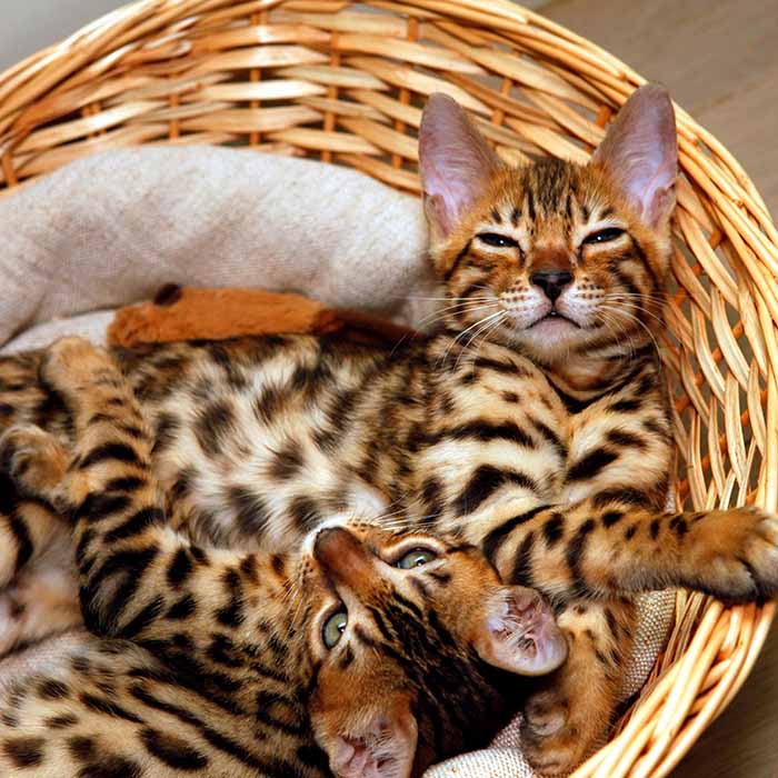 Bengal Cat - Image 5