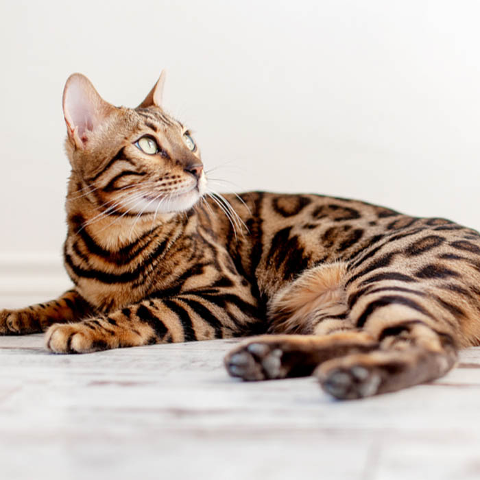 Bengal Cat - Image 4