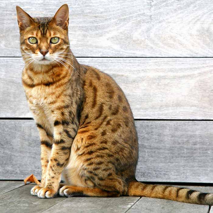 Bengal Cat