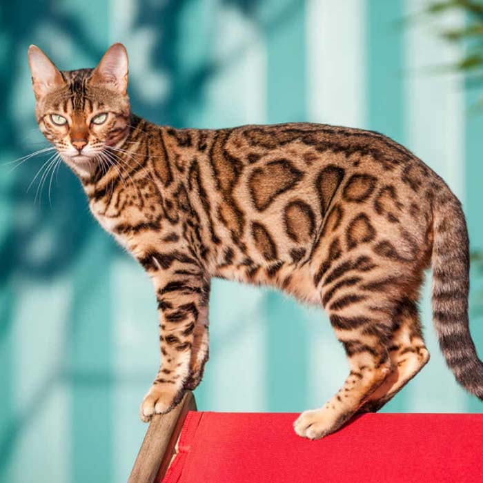 Bengal Cat - Image 3