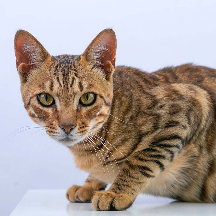 Bengal Cat - Image 2