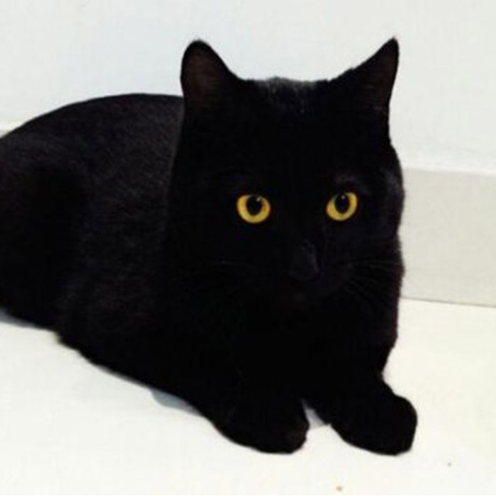 Bombay Cat - Image 3