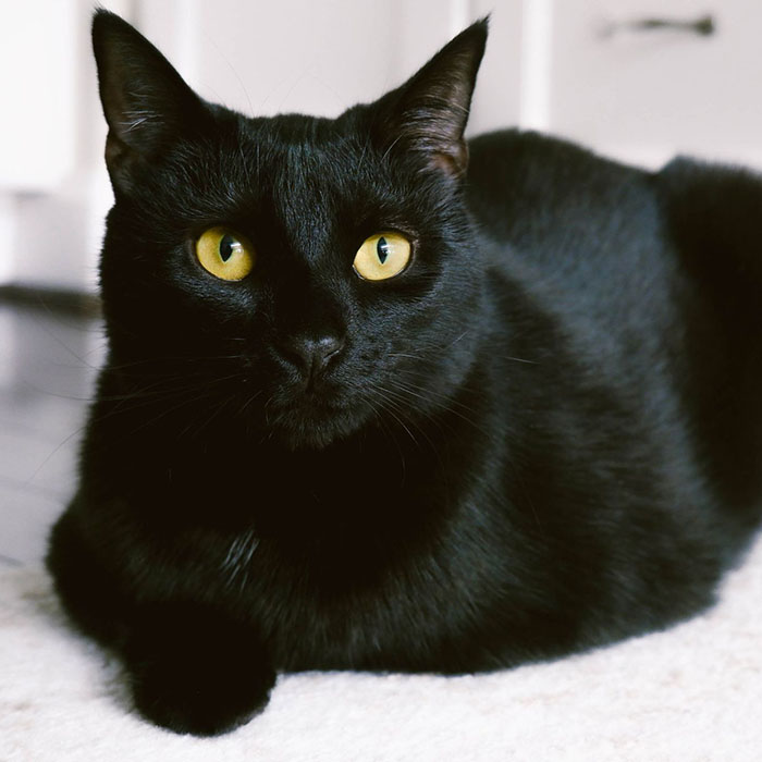 Bombay Cat