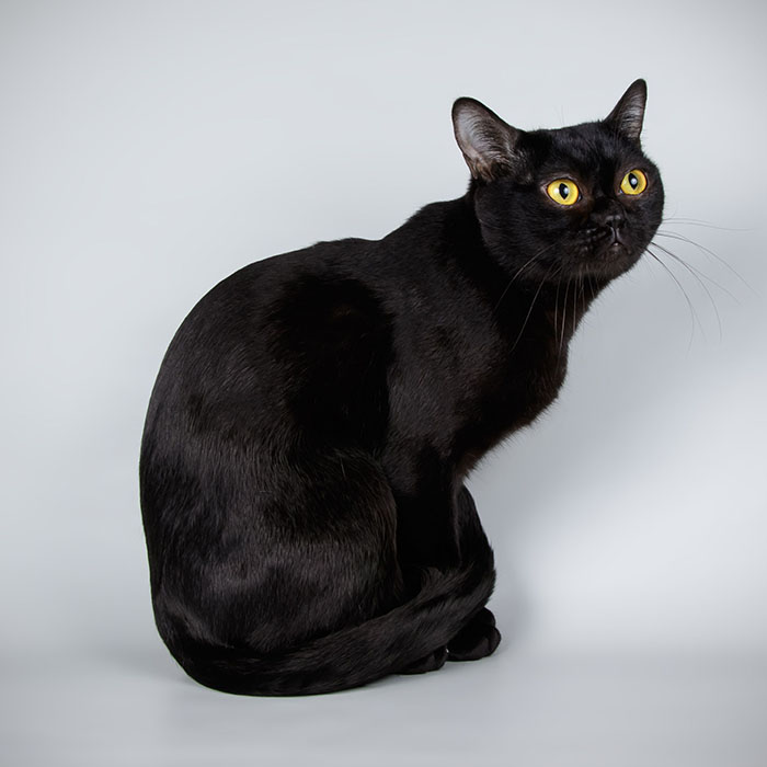 Bombay Cat - Image 2