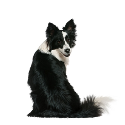 Border Collie - Image 2