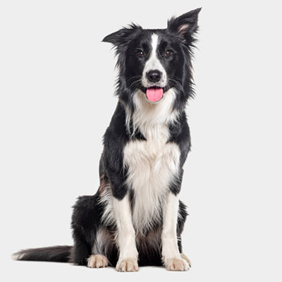 Border Collie - Image 3