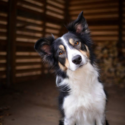 Border Collie - Image 4