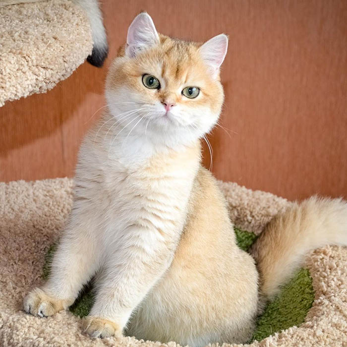 British Shorthair (Golden)