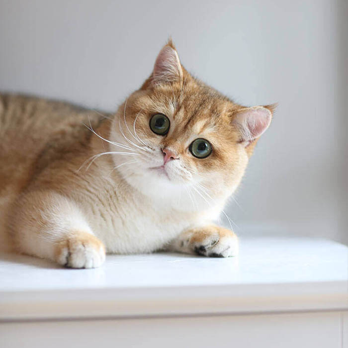 British Shorthair (Golden) - Image 4