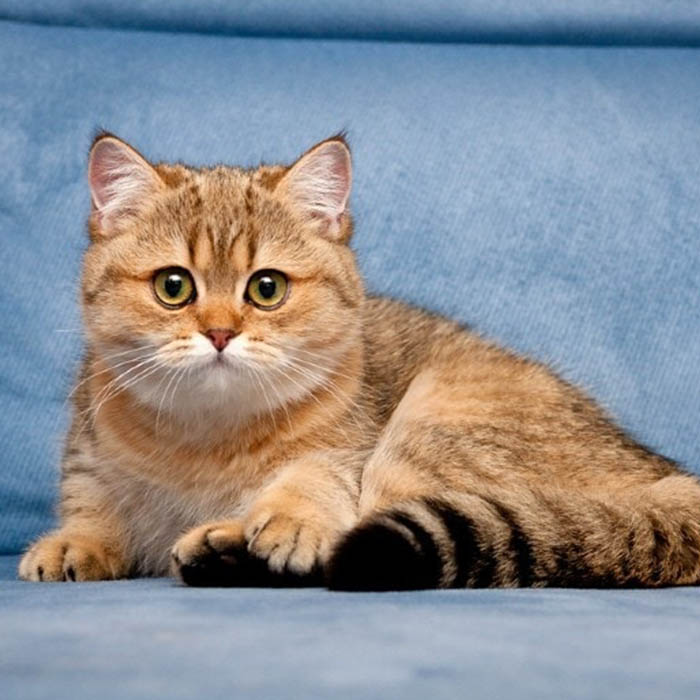 British Shorthair (Golden) - Image 3