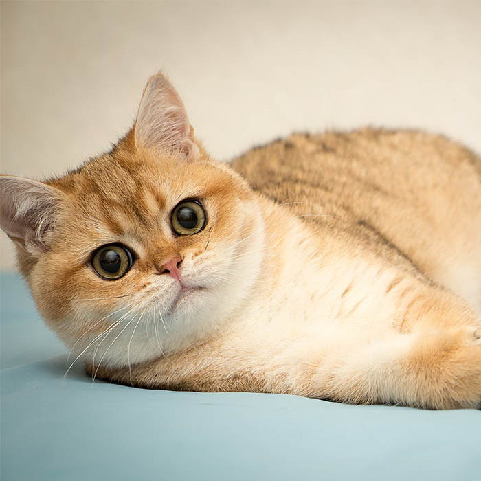 British Shorthair (Golden) - Image 2