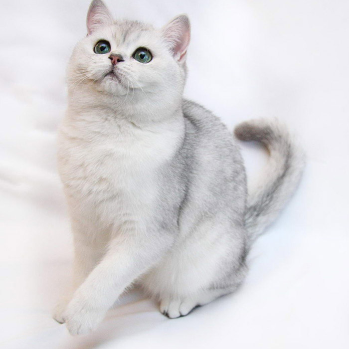 British Shorthair (Silver)