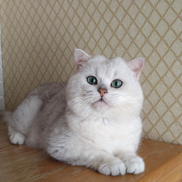 British Shorthair (Silver) - Image 3