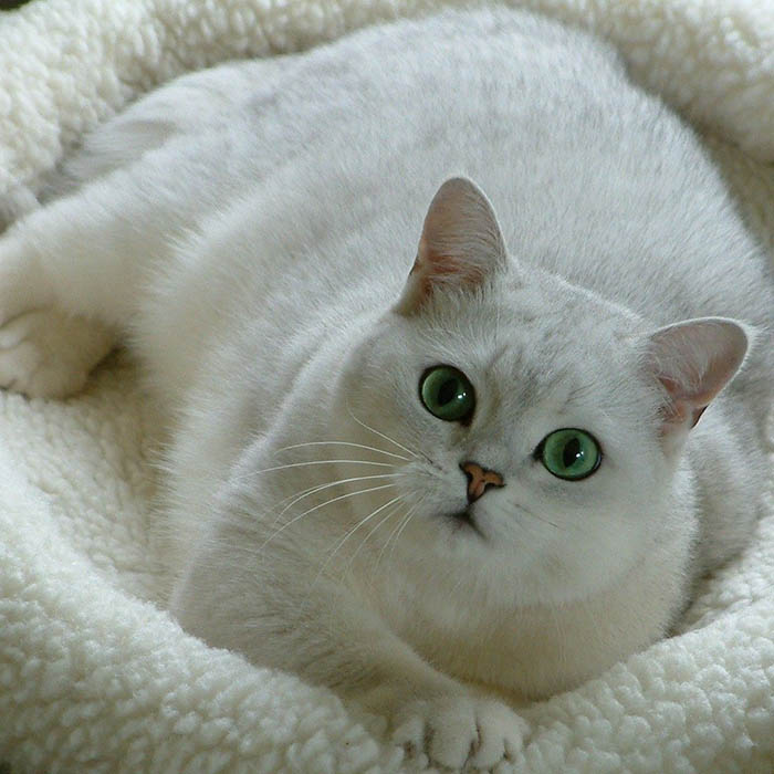 British Shorthair (Silver) - Image 2
