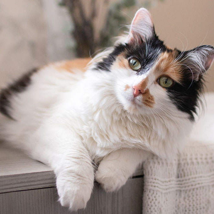 Calico - Image 3