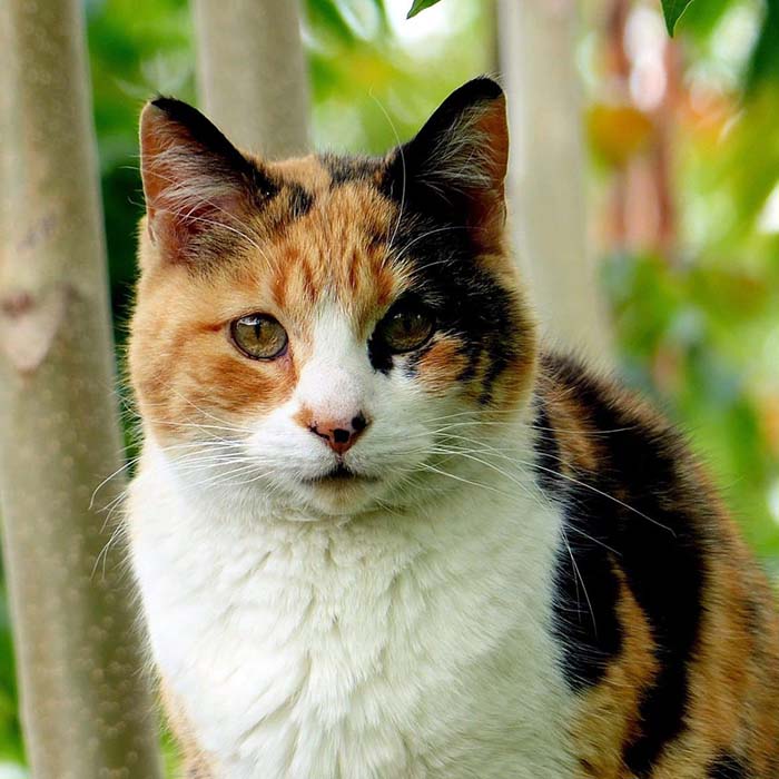 Calico - Image 2