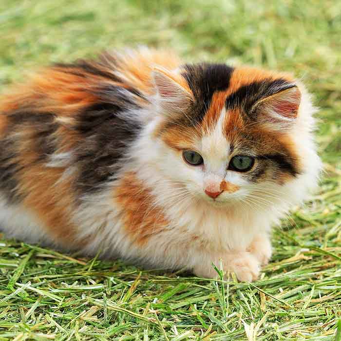 Calico