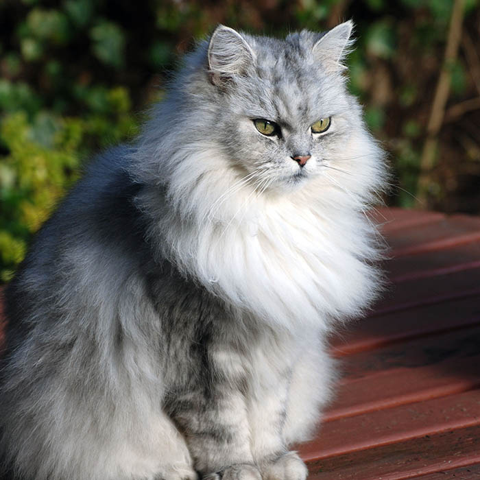 Chinchilla Cat