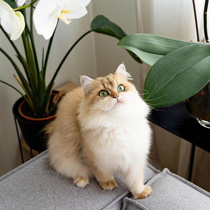 Chinchilla Cat - Image 4