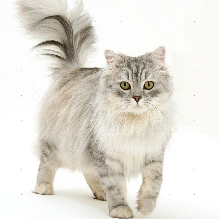 Chinchilla Cat - Image 3