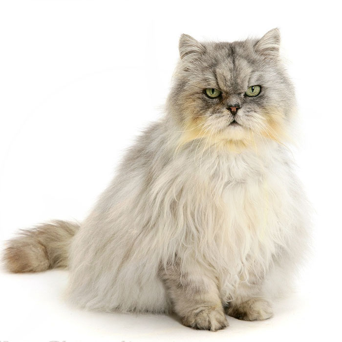 Chinchilla Cat - Image 2