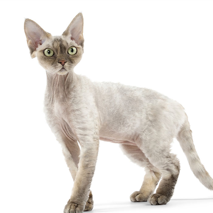 Devon Rex - Image 4