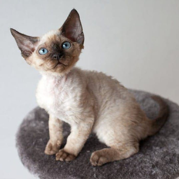 Devon Rex - Image 3