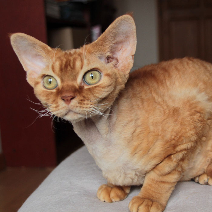 Devon Rex - Image 2
