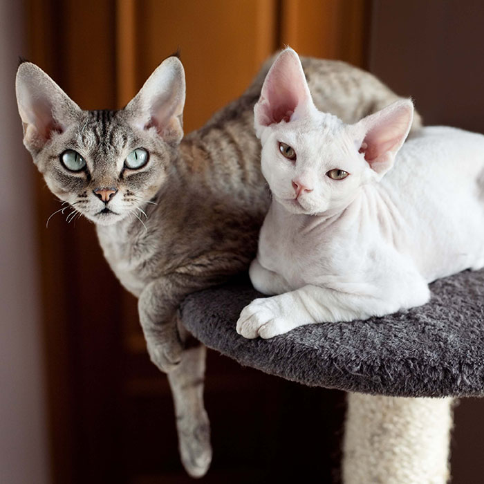 Devon Rex