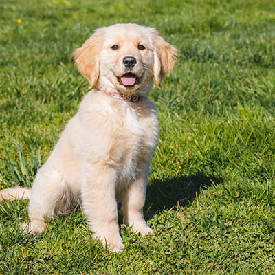 Golden Retriever