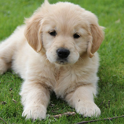 Golden Retriever - Image 4