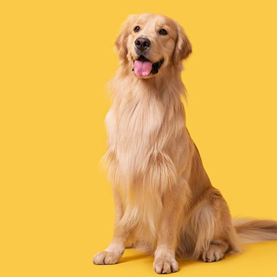 Golden Retriever - Image 3