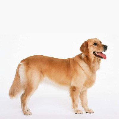 Golden Retriever - Image 2