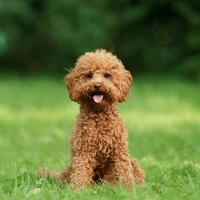 Poodle (Teddy)
