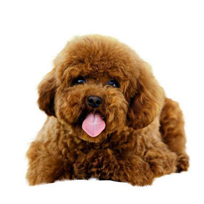 Poodle (Teddy) - Image 4