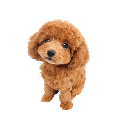 Poodle (Teddy) - Image 3