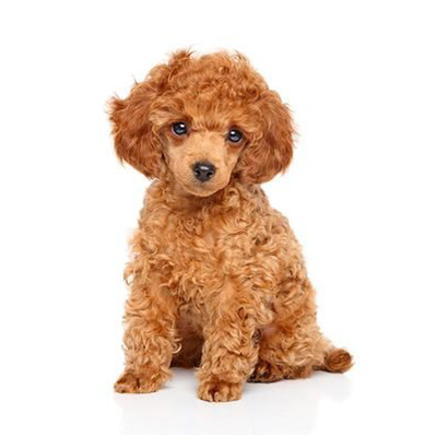 Poodle (Teddy) - Image 2
