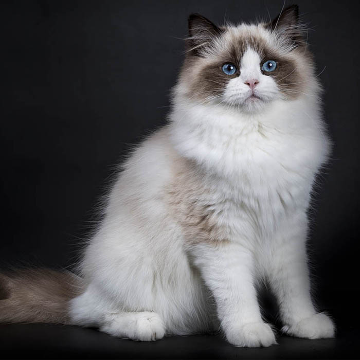 Ragdoll - Image 4