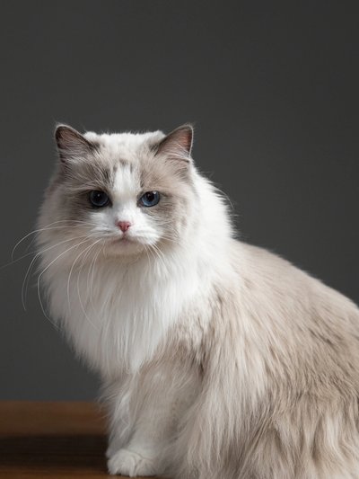 Ragdoll - Image 4
