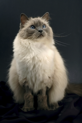 Ragdoll - Image 3