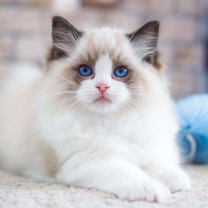Ragdoll - Image 3