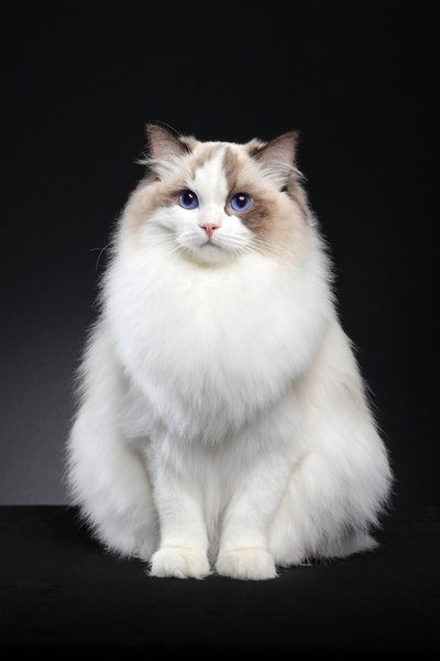 Ragdoll - Image 2
