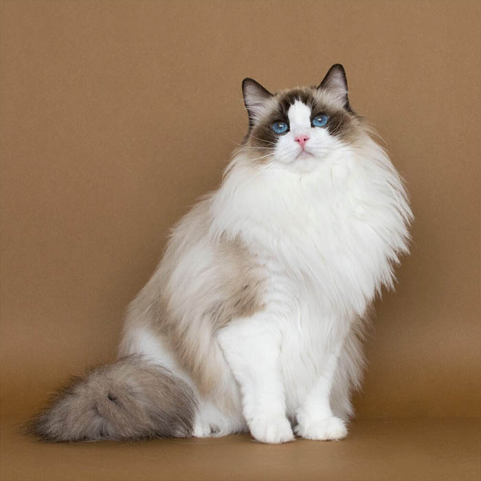 Ragdoll - Image 2