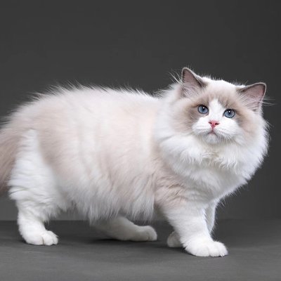 Ragdoll