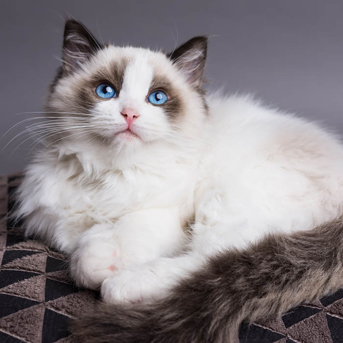 Ragdoll