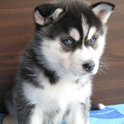 Siberian Husky - Image 4