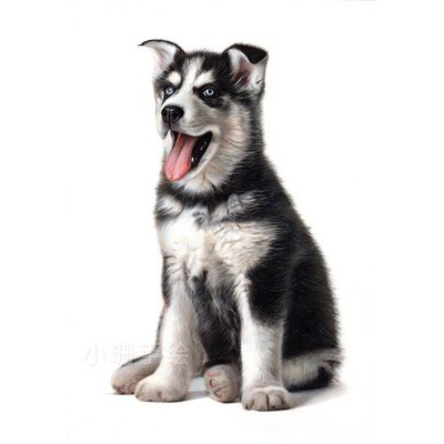 Siberian Husky - Image 3