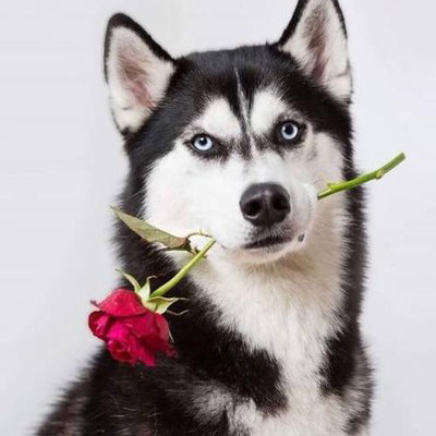Siberian Husky - Image 2
