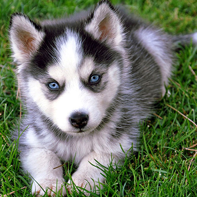 Siberian Husky